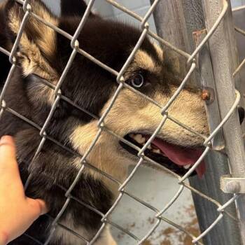 Dandy -  Mixed Breed Dog for Adoption in Gadsden, Alabama - Dandy | PetCurious