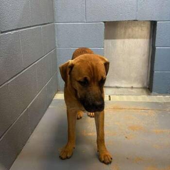 Splork -  Mixed Breed Dog for Adoption in Gadsden, Alabama - Splork | PetCurious