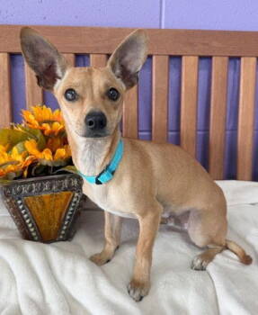 Rescue Chihuahua Dogs for Adoption in North Prairie, Wisconsin - **BRYANT** | PetCurious