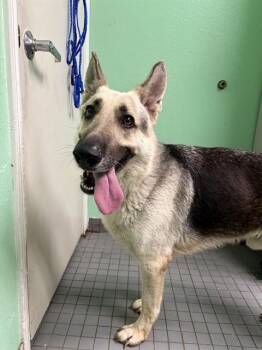 German Shepherd Dog Dogs Available for Adoption in Killeen, Texas - MOOSE (THE GOOSE) | PetCurious