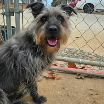 Miniature Schnauzer Dogs Available for Adoption in Athens, Alabama - Ezra  | PetCurious