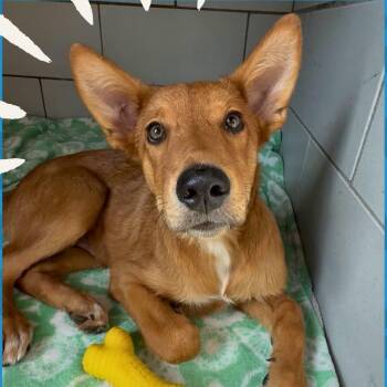 Boba -  Carolina Dog and Australian Kelpie Dog for Adoption in Nashville, Tennessee - Boba | PetCurious