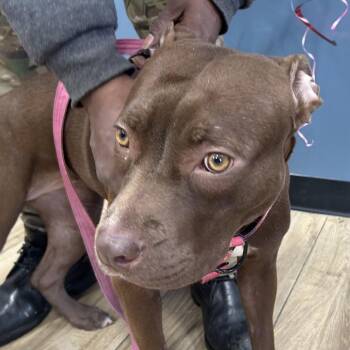 Mixed Breed Dogs Available for Adoption - Winnie | PetCurious