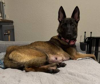 Lily Pad- Located in California -  Belgian Shepherd Malinois Dog for Adoption in Imlay City, Michigan - Lily Pad- Located In California | PetCurious