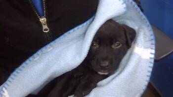 Mixed Breed Dogs Available for Adoption in Dallas, Texas - JR | PetCurious