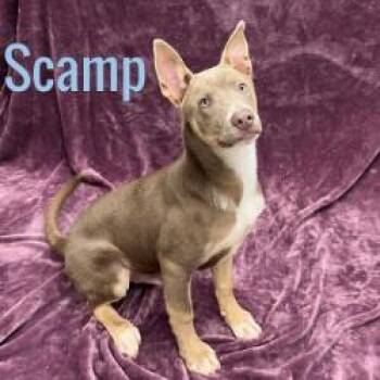 Scamp -  Husky Dog for Adoption in Pleasantville, New Jersey - Scamp | PetCurious