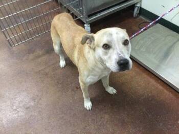 Rescue Pit Bull Terrier and Mixed Breed Dogs for Adoption in Thousand Palms, California - TOBY | PetCurious