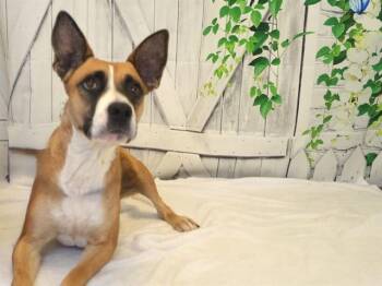 SISSY -  Pit Bull Terrier and Mixed Breed Dog for Adoption in Oroville, California - SISSY | PetCurious