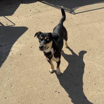 Gloria - Dashhound mix -  Dachshund Dog for Adoption in Muldrow, Oklahoma - Gloria - Dashhound Mix | PetCurious