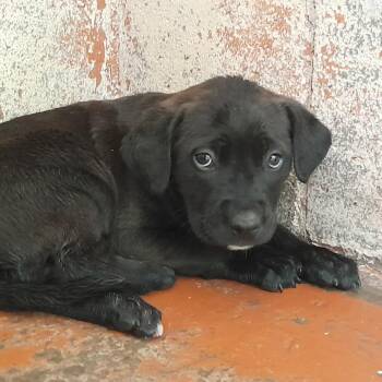 Pit Bull Terrier Dogs Available for Adoption in Douglas, Arizona - (CCSO) Jet | PetCurious
