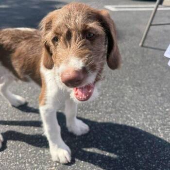Labradoodle and German Shepherd Dog Dogs Available for Adoption - SNICKERS | PetCurious