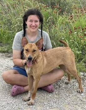 ROXY -  Basenji and Ibizan Hound Dog for Adoption in Olympia, Washington - ROXY | PetCurious