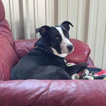 Rescue Terrier and Collie Dogs for Adoption in Chatham, New Jersey - Luna | PetCurious