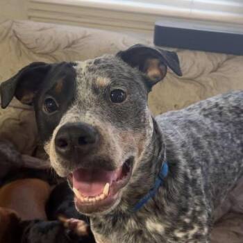 Australian Cattle Dog Blue Heeler Dogs Available for Adoption in Ferndale, Washington - Porter | PetCurious