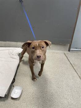 NOVA -  American Staffordshire Terrier and Mixed Breed Dog for Adoption in Tallahassee, Florida - NOVA | PetCurious