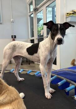 Scout -  Pointer Dog for Adoption in Pompano Beach, Florida - Scout | PetCurious