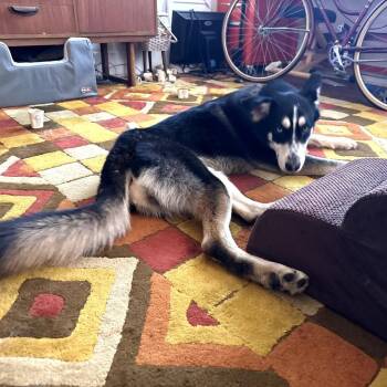 Siberian Husky and Mixed Breed Dogs Available for Adoption in New Orleans, Louisiana - Cindy | PetCurious
