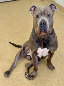 Staffordshire Bull Terrier and Mixed Breed Dogs Available for Adoption - JUMBOTRON | PetCurious