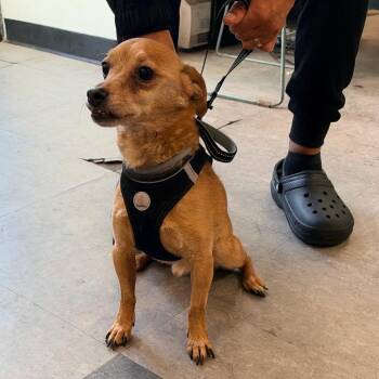 Drogo -  Chihuahua and Mixed Breed Dog for Adoption in Philadelphia, Pennsylvania - Drogo | PetCurious
