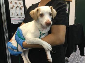 Terrier and Mixed Breed Dogs Available for Adoption in Thousand Palms, California - A1915387 | PetCurious