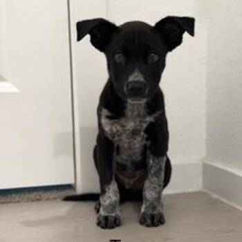 Tux -  Terrier and Mixed Breed Dog for Adoption in San Antonio, Texas - Tux | PetCurious