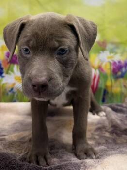 American Staffordshire Terrier and Mixed Breed Dogs Available for Adoption in San Antonio, Texas - Enchilada | PetCurious