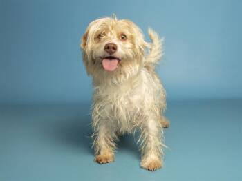 Maltese and Basset Hound Dogs Available for Adoption - BUDDY | PetCurious