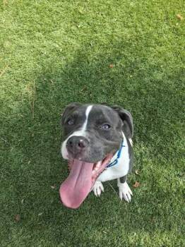 Nico - 2 -  Fox Terrier and Mixed Breed Dog for Adoption in Daytona Beach, Florida - Nico - 2 | PetCurious
