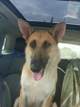 Rescue German Shepherd Dog Dogs for Adoption in Round Rock, Texas - Brooklyn | PetCurious