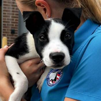 Dash -  Pit Bull Terrier and Mixed Breed Dog for Adoption in Olathe, Kansas - Dash | PetCurious