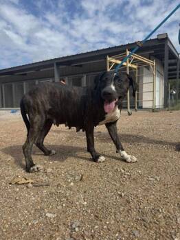 Rescue Mixed Breed Dogs for Adoption in Buchanan Dam, Texas - Cookie | PetCurious