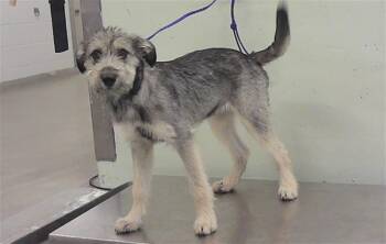 Schnauzer and Mixed Breed Dogs Available for Adoption - A2064165 | PetCurious