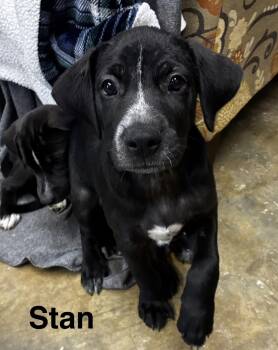 Rescue Labrador Retriever Dogs for Adoption in Senatobia, Mississippi - Stan | PetCurious