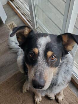 Marty -  Australian Shepherd and Bluetick Coonhound Dog for Adoption in Black River Falls, Wisconsin - Marty | PetCurious