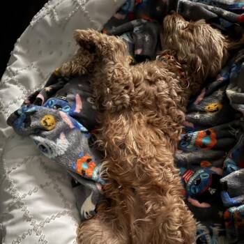 Julie -  Golden Retriever and Miniature Poodle Dog for Adoption in Sinking Spring, Pennsylvania - Julie | PetCurious