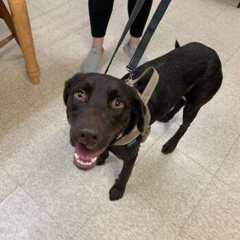 Bailee -  Chocolate Labrador Retriever and German Shorthaired Pointer Dog for Adoption in Boerne, Texas - Bailee | PetCurious