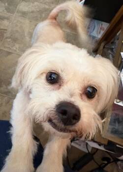 Mimi -  Poodle and Maltese Dog for Adoption in Scottsdale, Arizona - Mimi | PetCurious