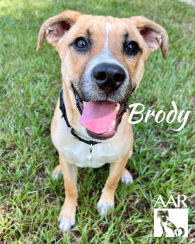 Rescue Carolina Dog and Black Mouth Cur Dogs for Adoption in Magnolia, Texas - Brody | PetCurious
