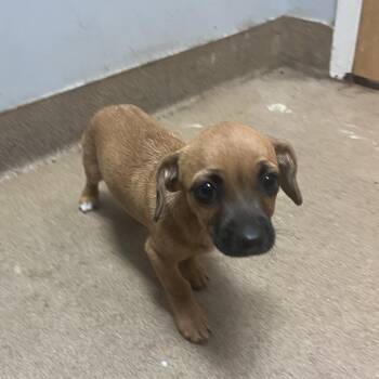 Kazooie -  Mixed Breed Dog for Adoption in Chattanooga, Tennessee - Kazooie | PetCurious