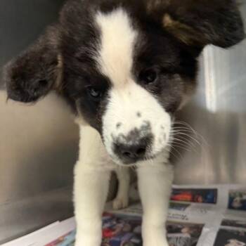 Harry -  Mixed Breed Dog for Adoption in Lake Jackson, Texas - Harry | PetCurious