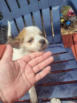 SPONSOR OR FOSTER ME - Mallory -  Australian Cattle Dog Blue Heeler and Great Pyrenees Dog for Adoption in Grafton, Wisconsin - SPONSOR OR FOSTER ME - Mallory | PetCurious