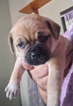 Pug Dogs Available for Adoption in Severance, Colorado - Lilac | PetCurious