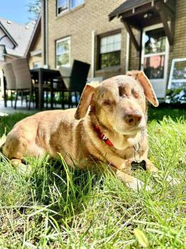 Rescue Dachshund Dogs for Adoption in Omaha, Nebraska - Dachshund- Carver | PetCurious