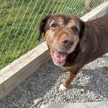 Beagle and Spaniel Dogs Available for Adoption in Binghamton, New York - Huck | PetCurious