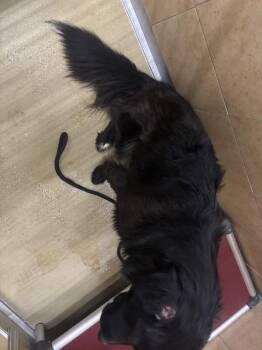 Border Collie Dogs Available for Adoption in Hobbs, New Mexico - Yuma | PetCurious