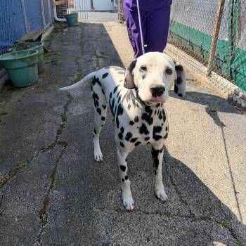Dalmatian Dogs Available for Adoption in Northbrook, Illinois - Spot | PetCurious