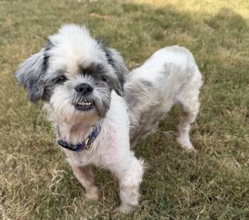 Rescue Shih Tzu Dogs for Adoption in Sandy Springs, Georgia - Eedy | PetCurious
