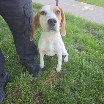 Jed -  Beagle Dog for Adoption in Medina, Ohio - Jed | PetCurious
