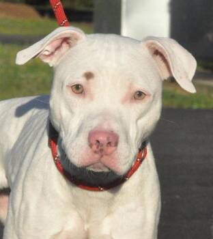 Rescue Pit Bull Terrier Dogs for Adoption in Canfield, Ohio - MARGE | PetCurious