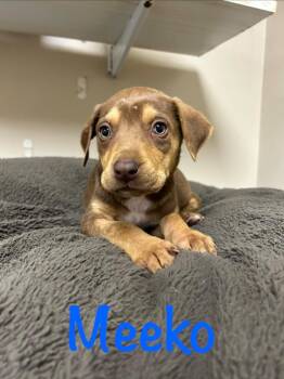 Husky Dogs Available for Adoption in West Union, Ohio - Meeko | PetCurious